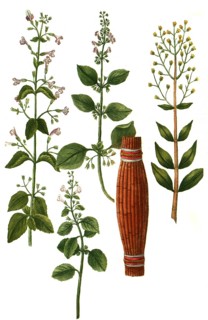 Clinopodium