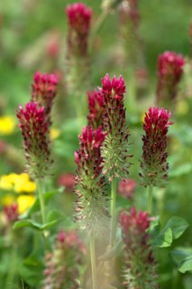 Incarnate clover