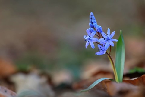Squill