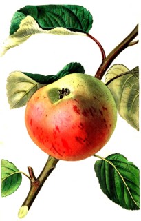 Apfel