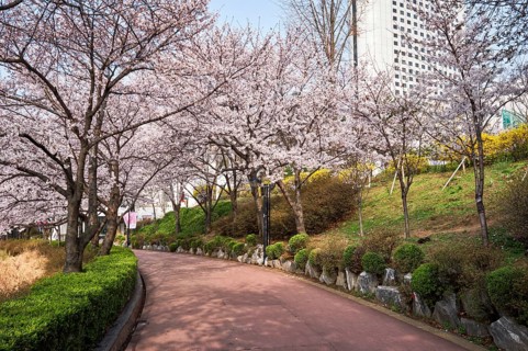 Blooming sakura cherry blossom alley in park in spring