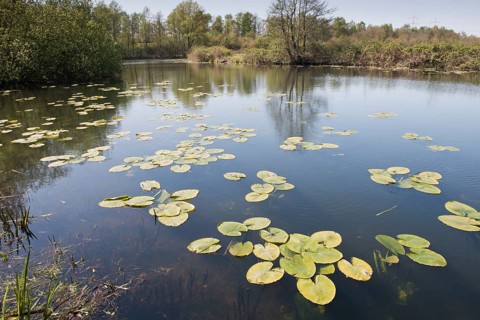 Teichrosen