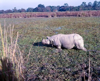 Indian Rhinoceros