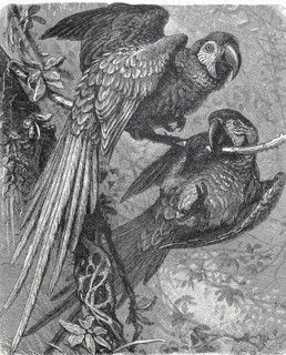 Small soldier macaw