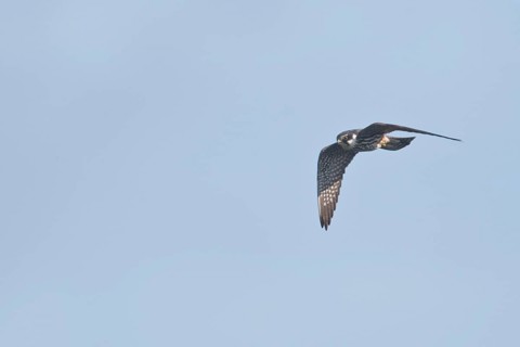 Eurasian Hobby