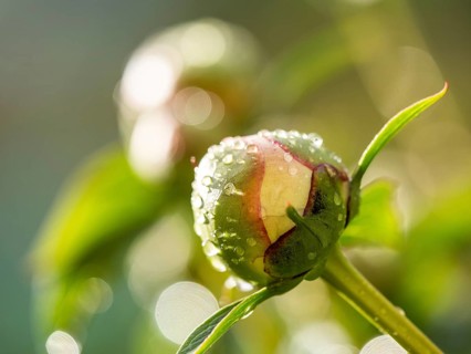 Raindrops on the bud of a peony