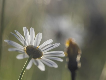 Marguerite