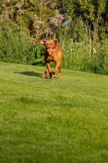 Young Vizsla male