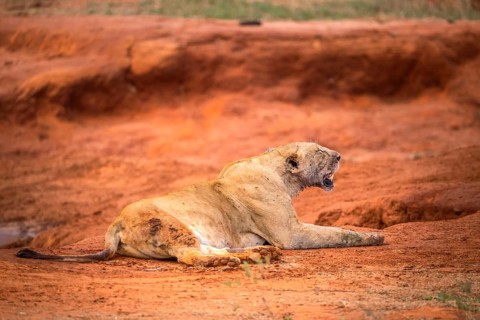 Lion