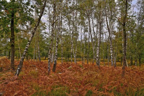 Warty birch