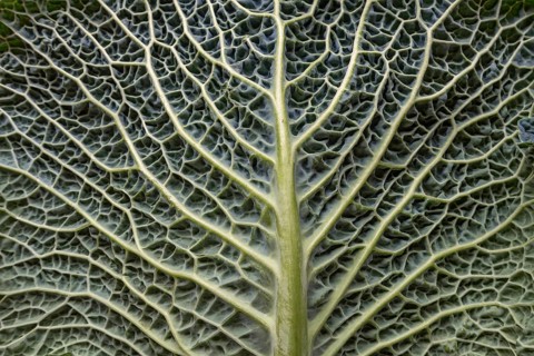 Leaf structure of a vegetable cabbage