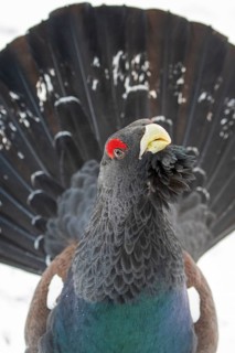 Western capercaillie