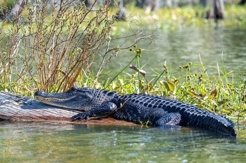American alligator