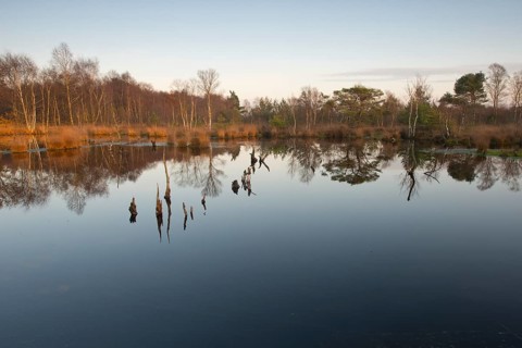 Moorkolk