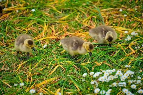 Canada goose goslings on grass