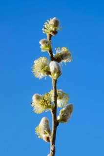 Weidenkaetzchen