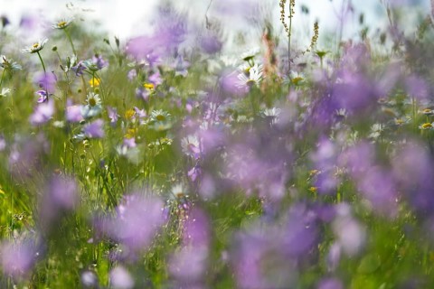 Blur experiment on a flowering meadow in summer