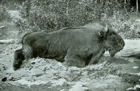 European bison