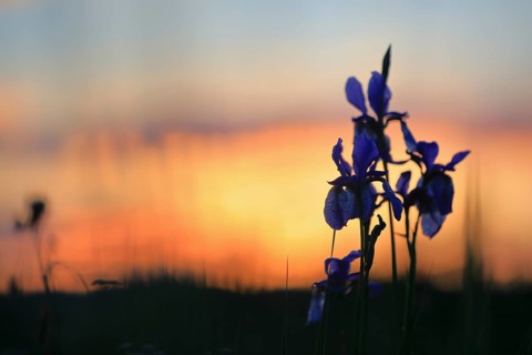Siberian iris
