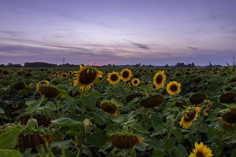 View over a sunflower field