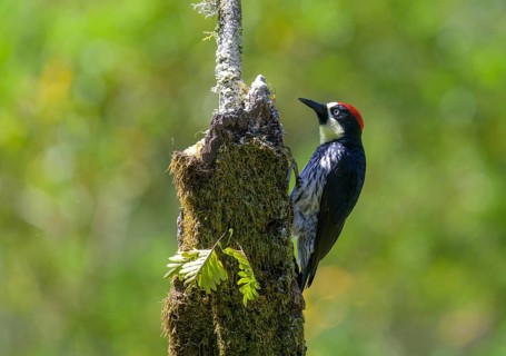 Golden-naped woodpecker