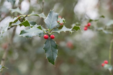 Holly