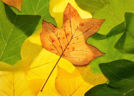 Herbstlich verfaerbtes Tulpenbaumblatt