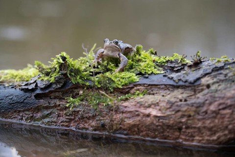Grasfrosch