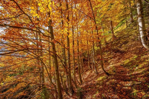 Deciduous forest in autumn