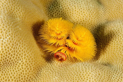 Yellow Christmas tree worm