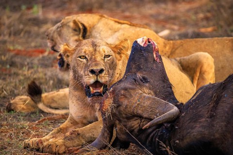 Lion