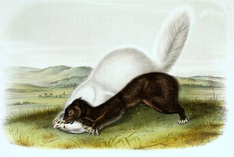 Texan skunk