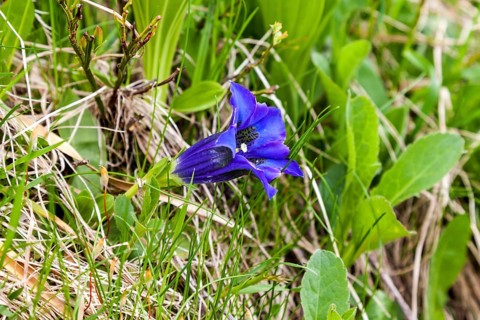 Pebble bell gentian