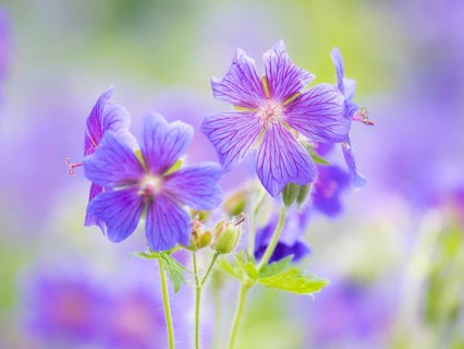 Large cranesbill