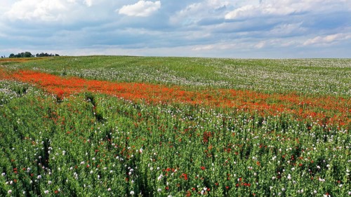 Field with Waldviertel grey poppy
