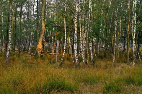 Warty birch
