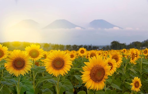 Fields full of sunflowers