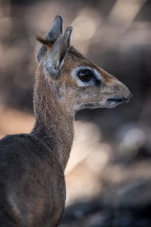 Kirk dikdik or kirk's dik-dik