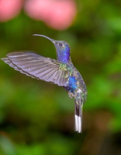 Violet sabrewing