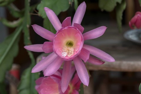 Flower of a nopalxochitl