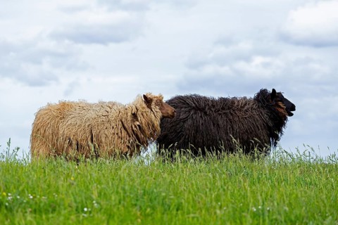 Norwegian sheep on the dike