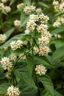 White swallow-wort
