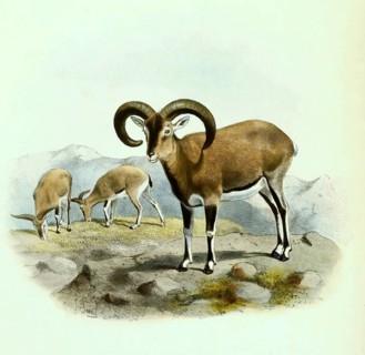 Blue sheep