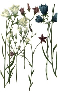 Various bellflowers