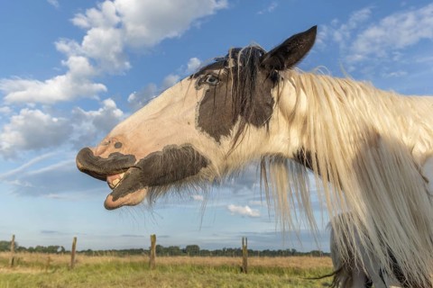 Portrait of Irish cob horse making smile. Alsace