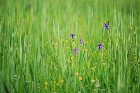 Siberian iris