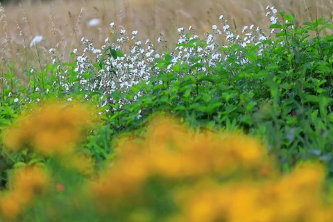 Broad-leaved white campion