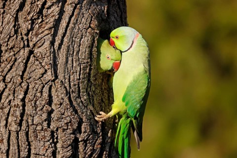 Two collared parakeets