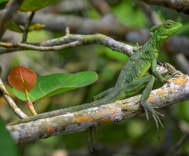 Young female plumed basilisk
