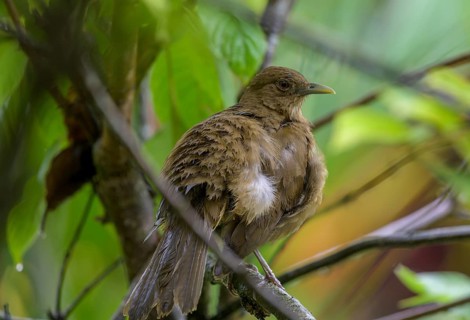 Clay-colored thrush